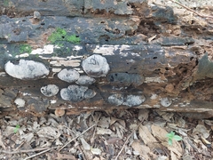 Daldinia concentrica