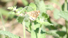 Carcharodus