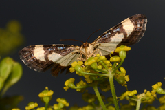 Heliomata cycladata