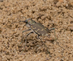 Cicindela repanda repanda