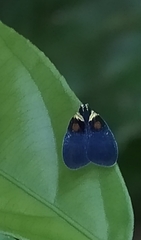 Bothriocera