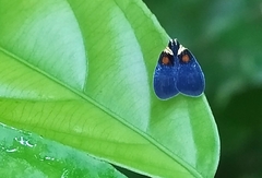 Bothriocera