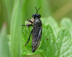 Dioctria atricapilla