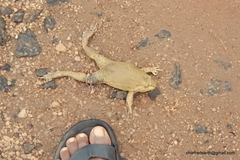 Hoplobatrachus crassus