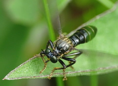 Dioctria atricapilla