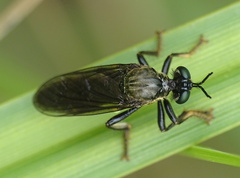 Dioctria atricapilla