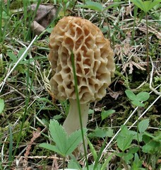 Morchella