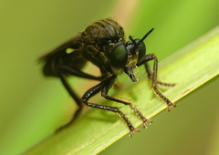 Dioctria atricapilla