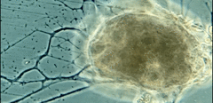 Allogromia terricola
