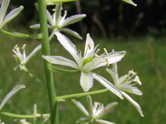 Ornithogalum pyramidale