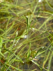 Isolepis fluitans