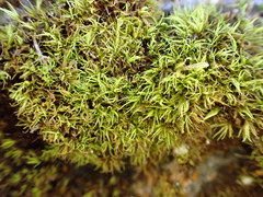 Tortella pseudofragilis