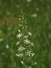 Ornithogalum pyramidale