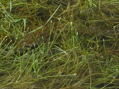 Isolepis fluitans