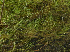 Isolepis fluitans