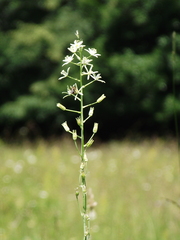 Ornithogalum pyramidale