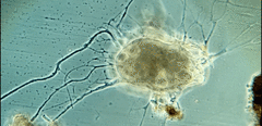Allogromia terricola