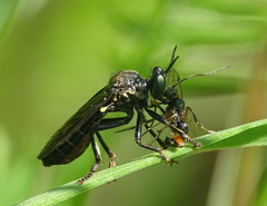 Dioctria atricapilla