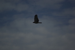 Accipiter melanoleucus