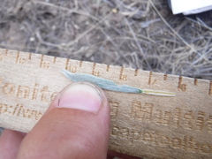 Tetradymia canescens