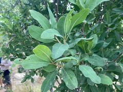 Pleradenophora bilocularis