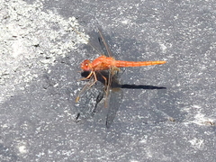 Crocothemis sanguinolenta