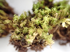 Tortella pseudofragilis