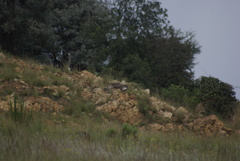 Accipiter melanoleucus