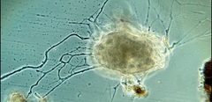 Allogromia terricola