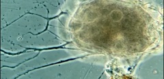 Allogromia terricola