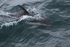Sagmatias obscurus