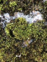 Tortella pseudofragilis