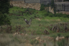 Accipiter melanoleucus
