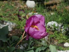 Paeonia coriacea