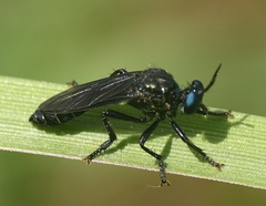 Dioctria atricapilla