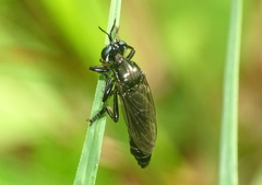 Dioctria atricapilla