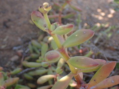 Crassula cultrata