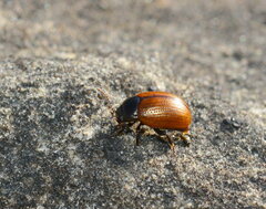 Chrysolinina