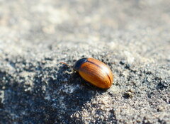 Chrysolinina