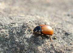 Chrysolinina