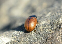 Chrysolinina