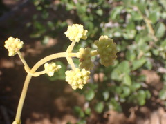Crassula cultrata