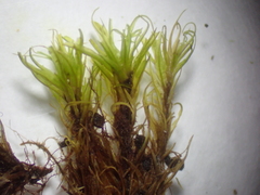 Tortella pseudofragilis