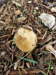 Russula pulverulenta