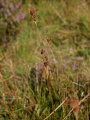 Juncus squarrosus