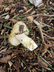 Russula pulverulenta