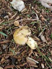 Russula pulverulenta