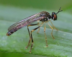 Dioctria linearis