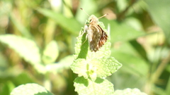 Carcharodus