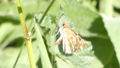 Carcharodus